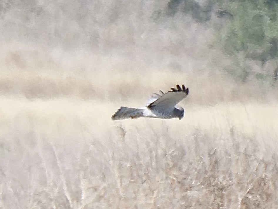 Northern Harrier