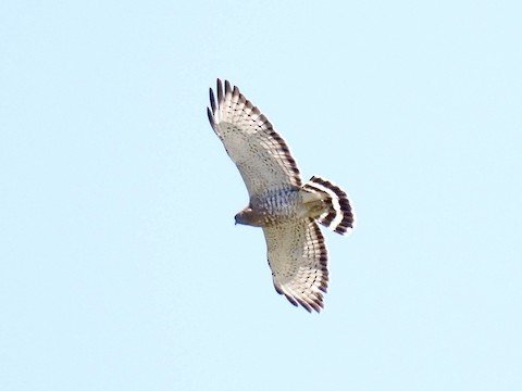 Broad-winged Hawk (only passes through during migration)