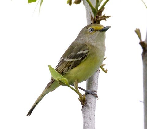 White-eyed Vireo (mostly summer)