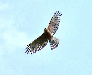Red-shouldered Hawk