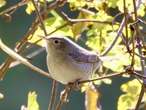 House Wren (winter)