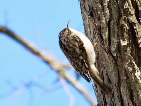 Brown Creeper (uncommon, winter)