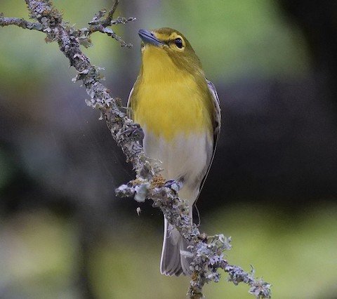 Yellow-throated Vireo (summer)