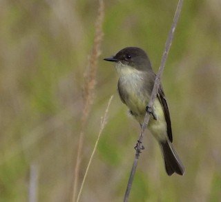 Eastern Phoebe
