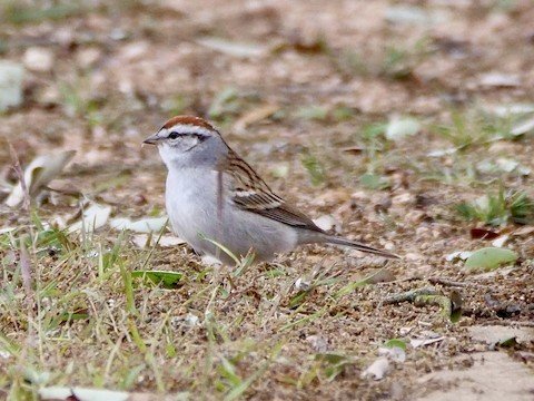 Chipping Sparrow (winter)
