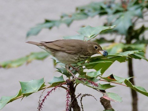 Swainson's Thrush (migrant)