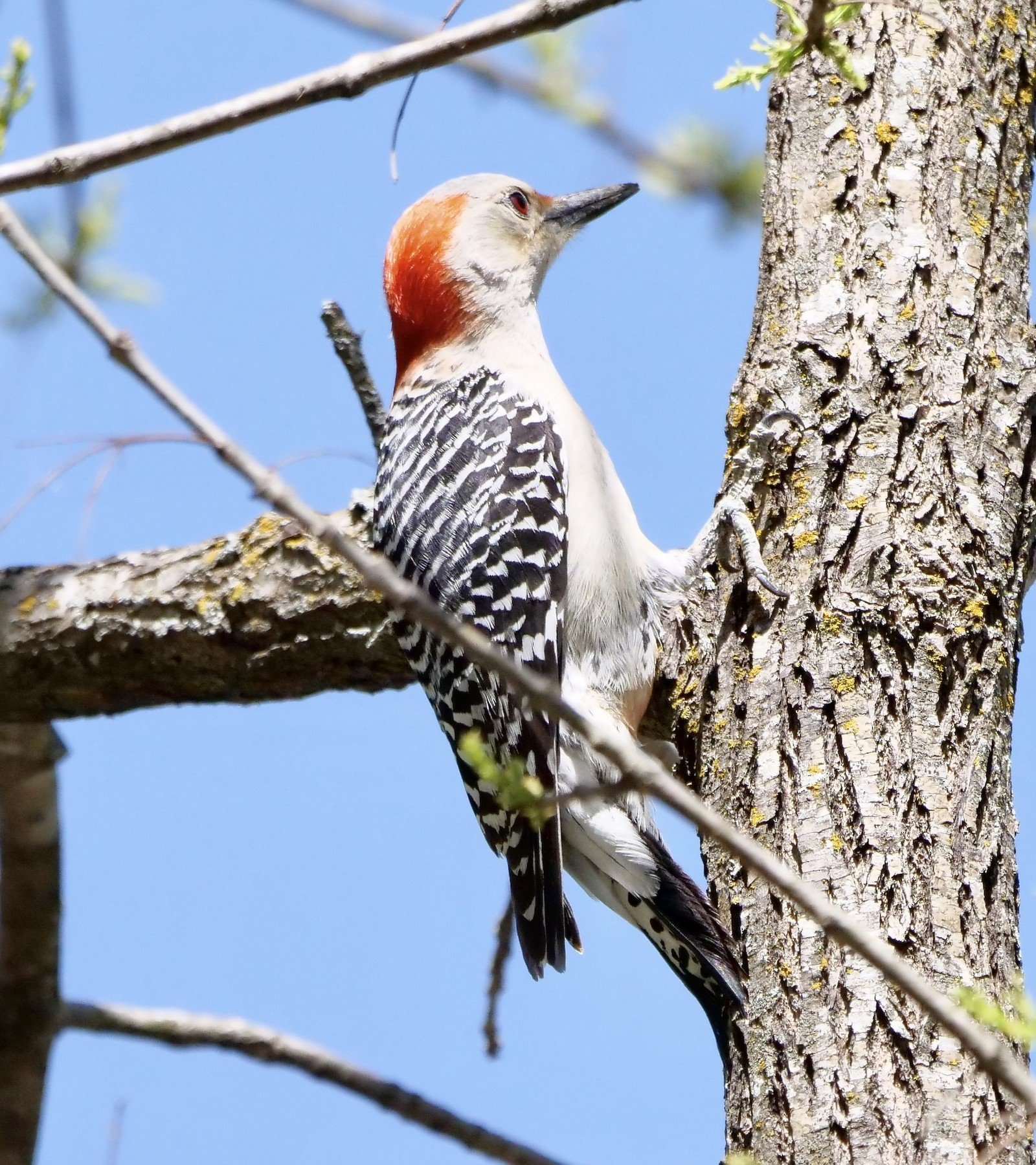 Red-bellied Woodpecker (inaptly named)
