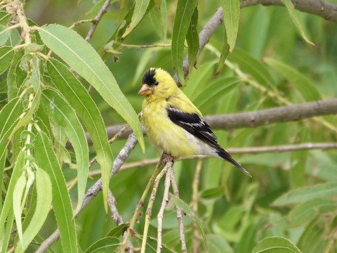 American Goldfinch (male) winter
