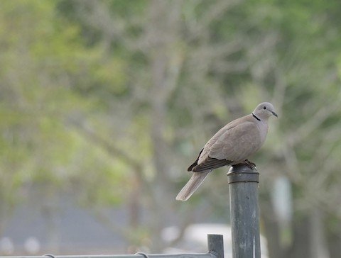 Eurasian Collared-dove (Agricultural areas and HEB Parking lots)