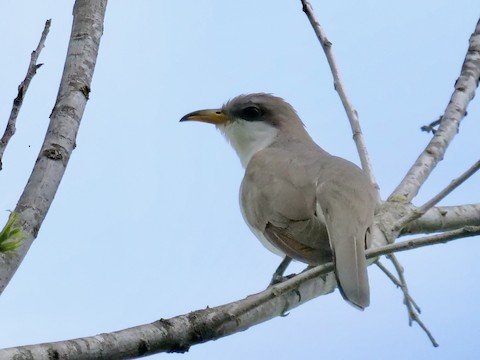 Yellow-billed Cuckoo