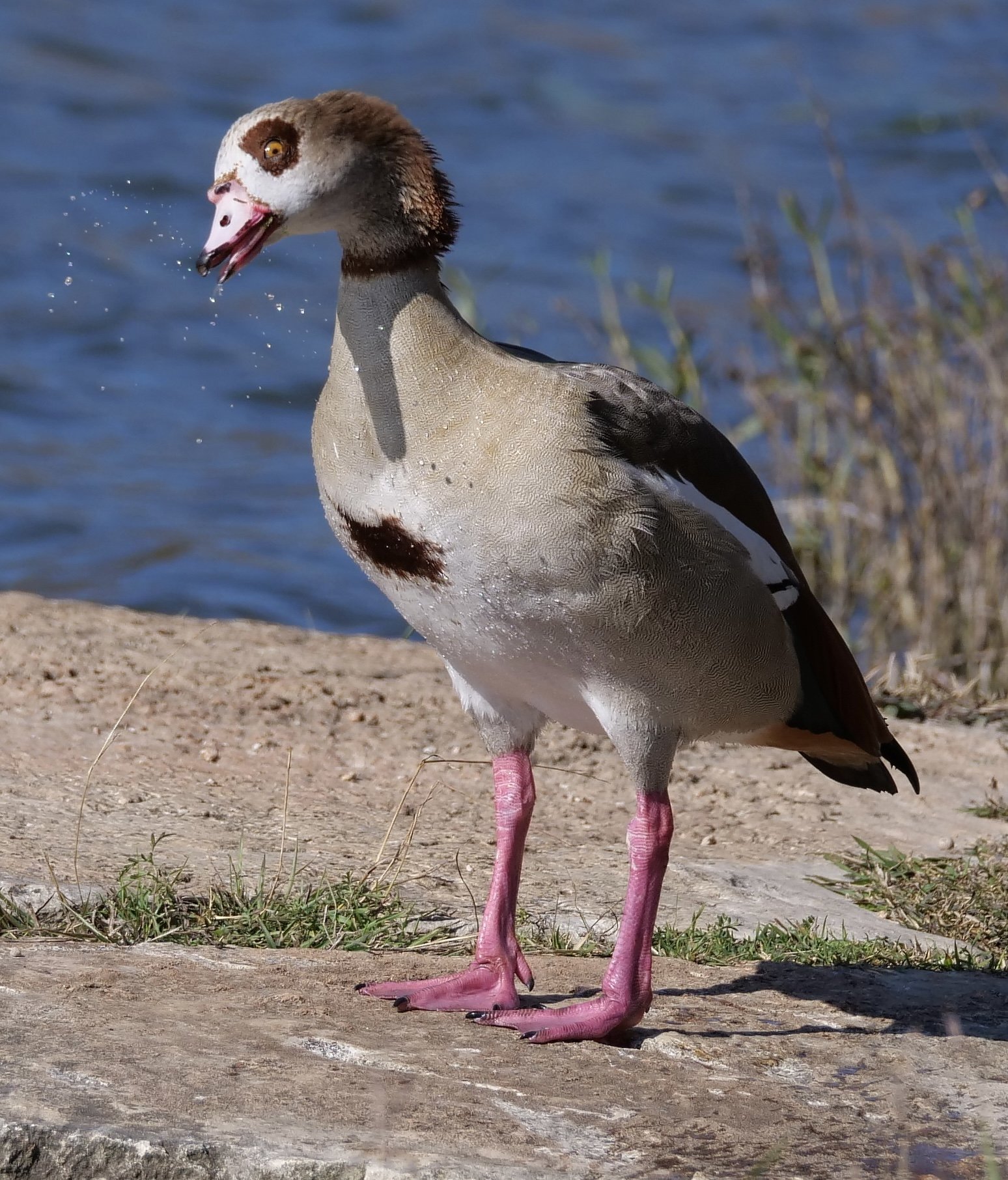 Egyptian Goose