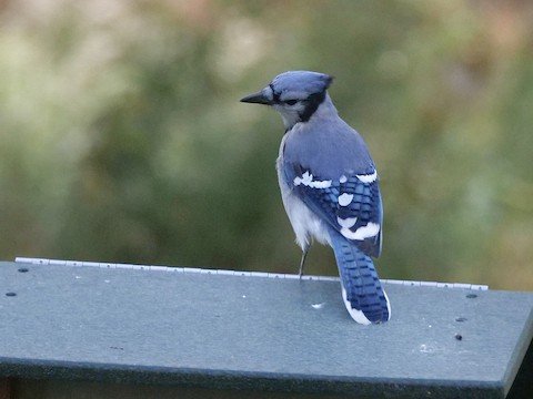 Blue Jay