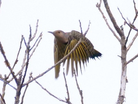 Northern (yellow-shafted) Flicker