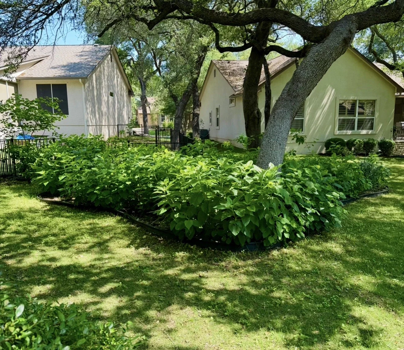 Same area with bed created and pollinator plants planted