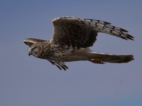 Northern Harrier