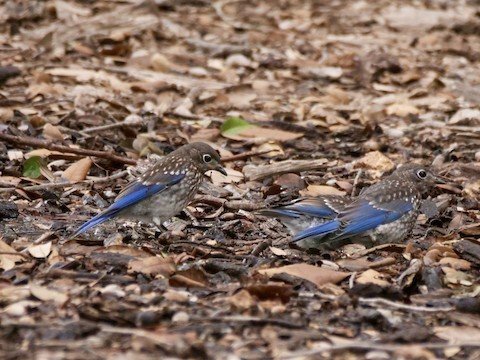 Eastern Bluebird (juveniles)