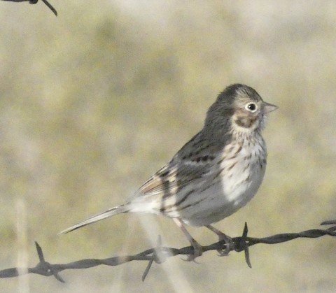 Vesper Sparrow (winter)