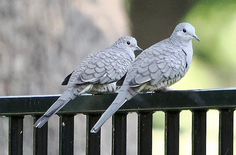 Inca Doves (uncommon)