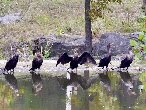 Double-crested cormorants