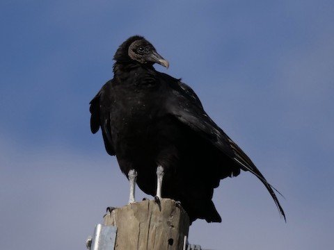 Black Vulture