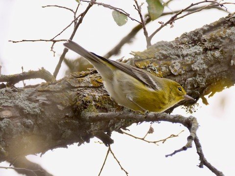 Pine Warbler (winter)