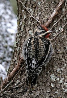 Yellow-bellied Sapsucker