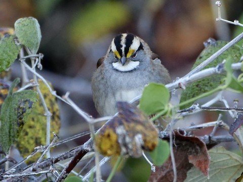 White-throated Sparrow (winter)