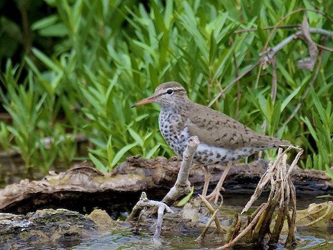 Spotted Sandpiper (Breeding Plumage)