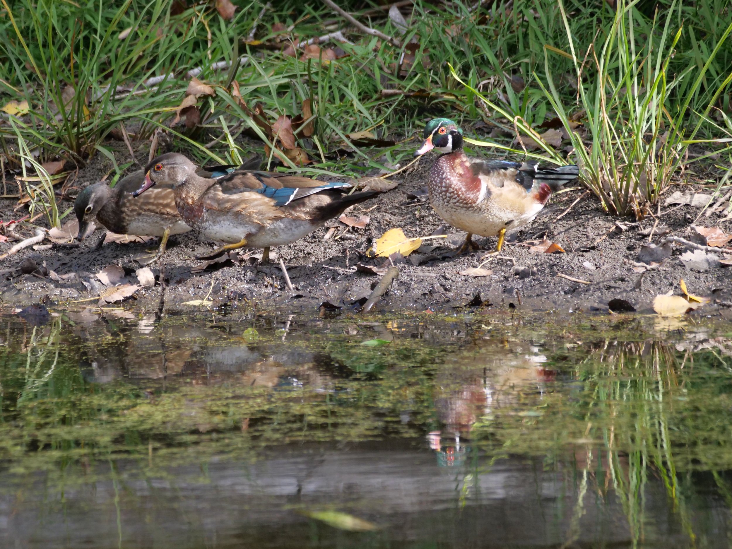 Wood duck male