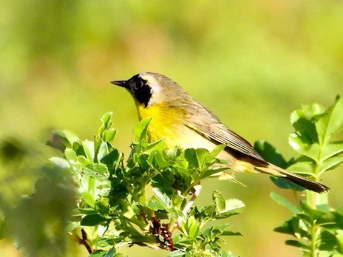 Common Yellowthroat (migrant and occasionally winter)