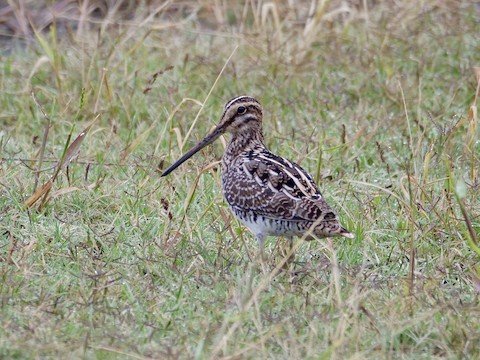 Wilson's Snipe