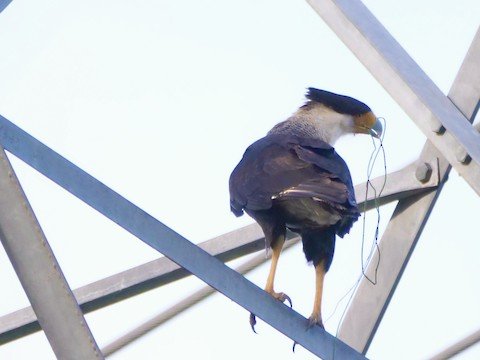 Crested Caracara