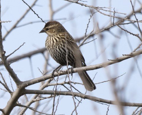 Red-winged Blackbird (female)