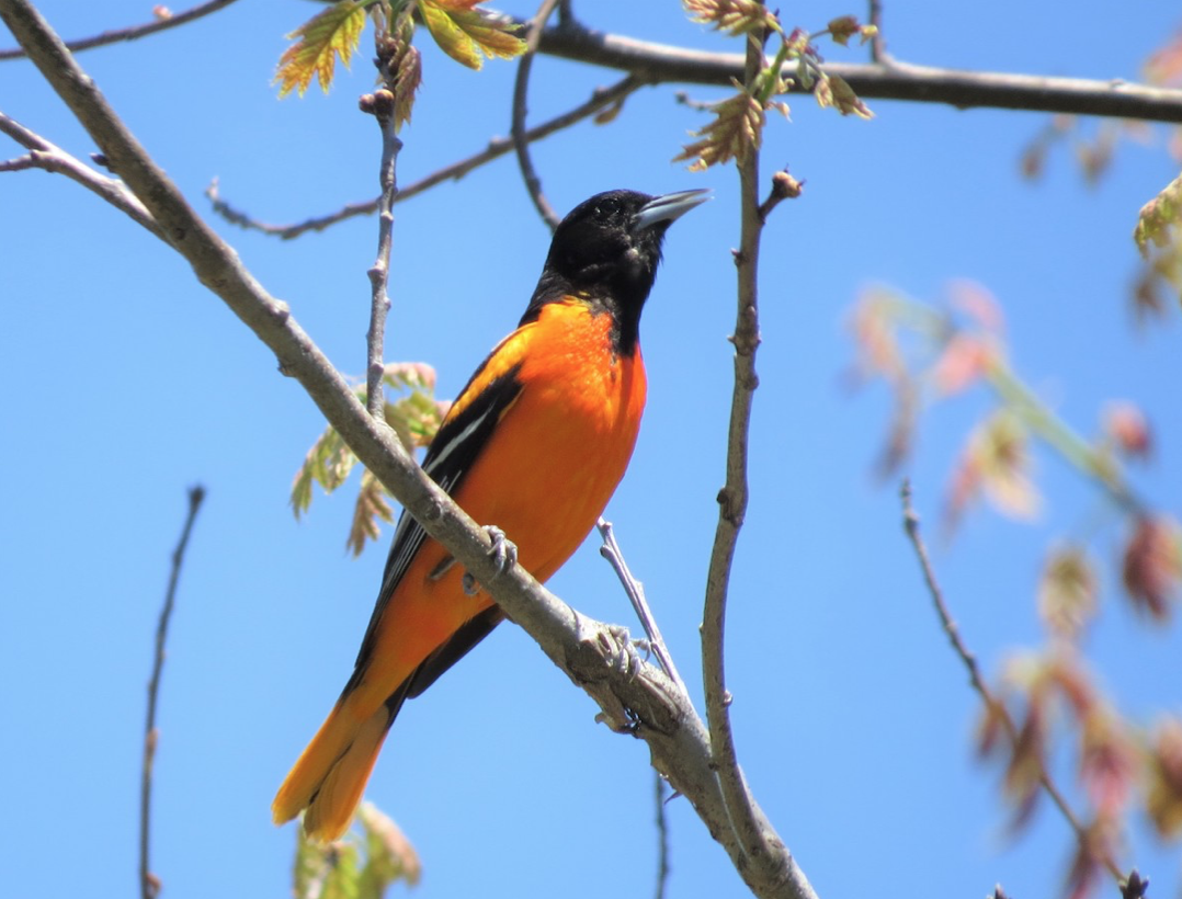 Baltimore Oriole
