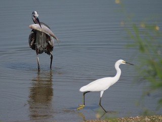 Snowy Egret