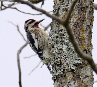 Yellow-bellied Sapsucker