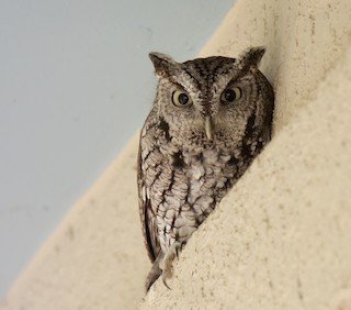 Eastern Screech Owl (tiny)