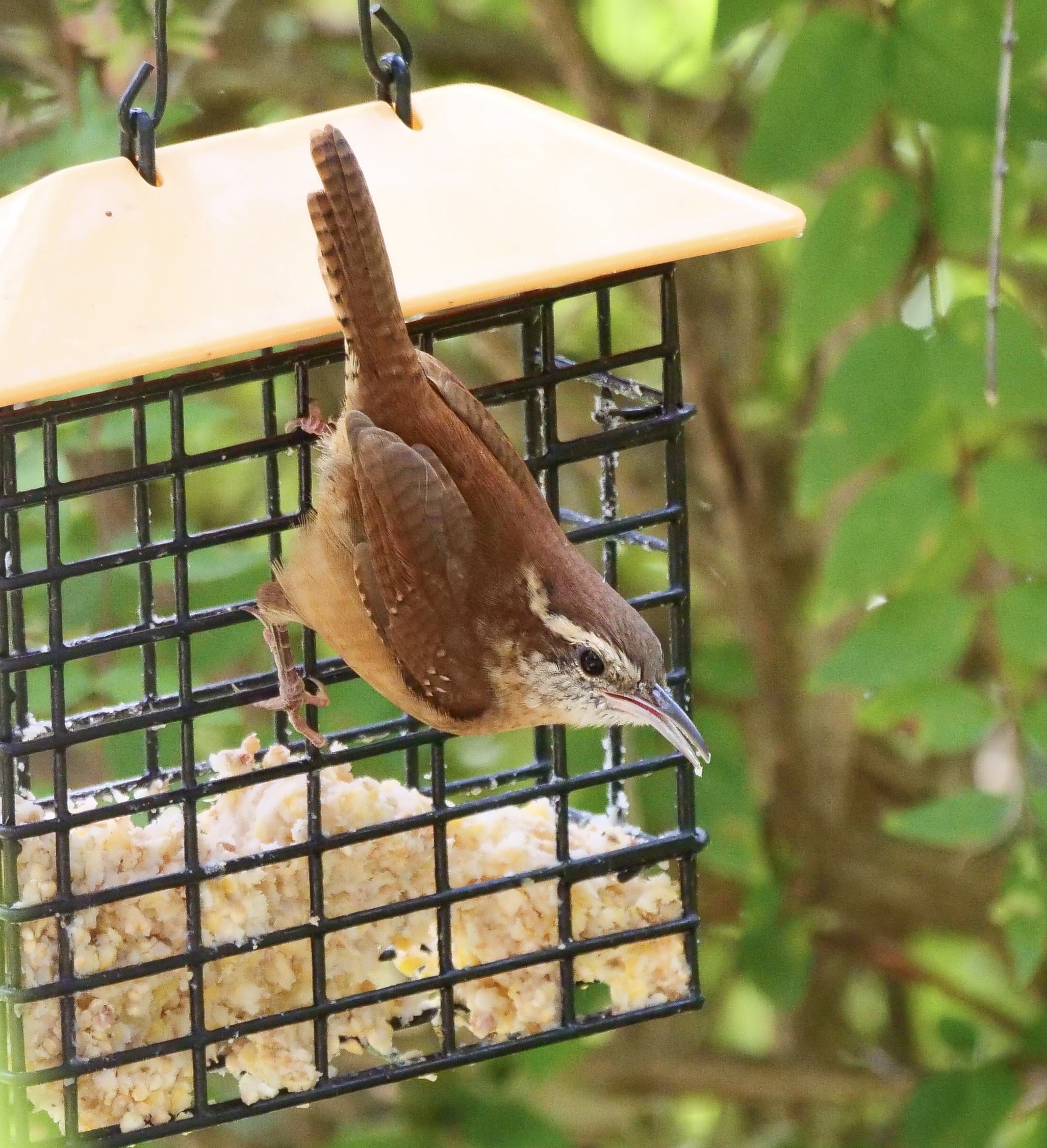 Carolina Wren: note reddish brown underparts and overall appearance