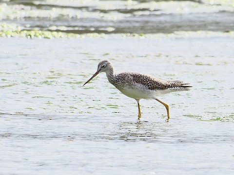 Greater Yellowlegs