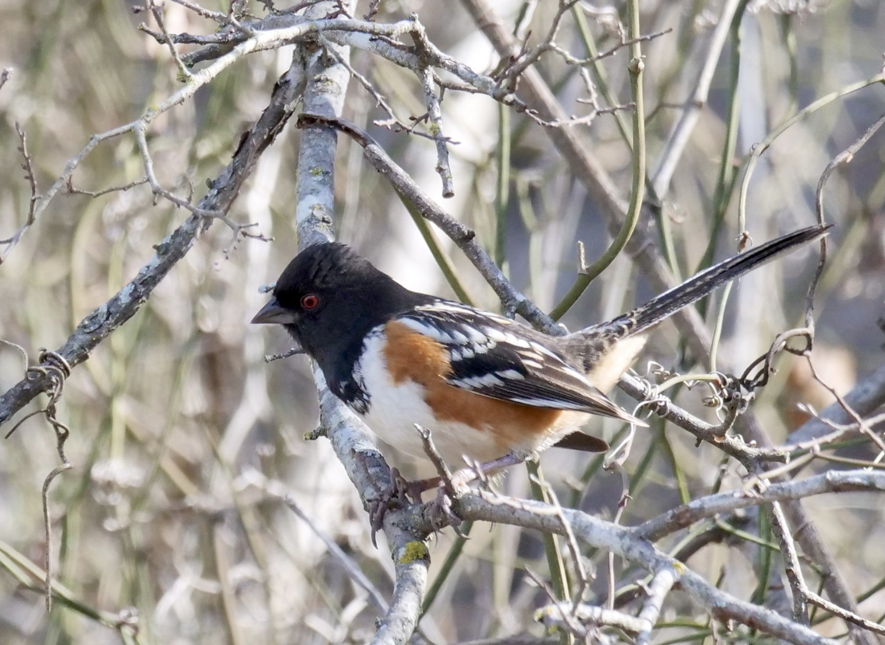 Spotted Towhee (winter)