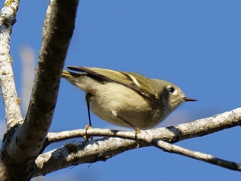 Ruby-crowned Kinglet (common in winter, but red crown rarely displayed)
