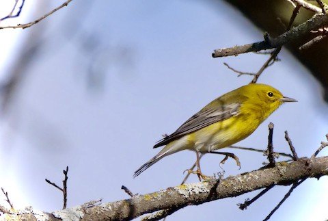 Pine Warbler (winter)