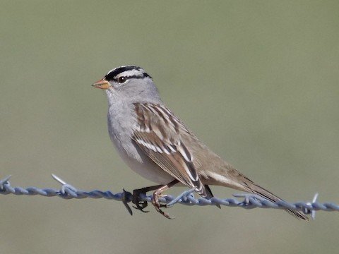 White-crowned Sparrow (winter)