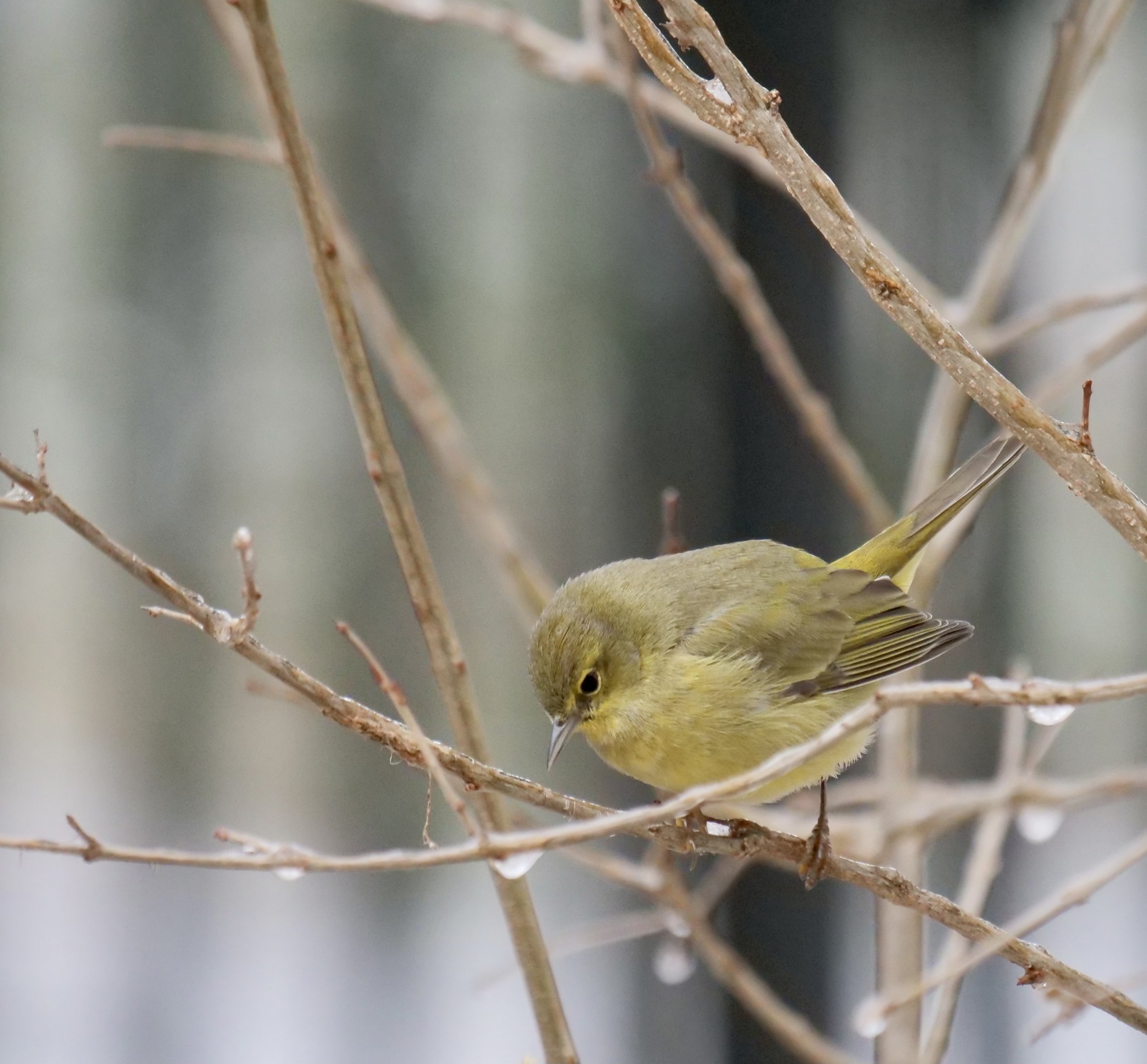Orange-crowned Warbler (migrant and winter)