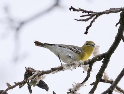 Yellow-throated Vireo (summer)