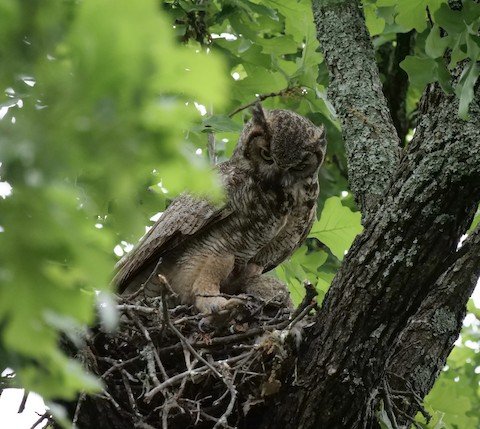 Great-horned Owl-huge, common, "hoot-owl"