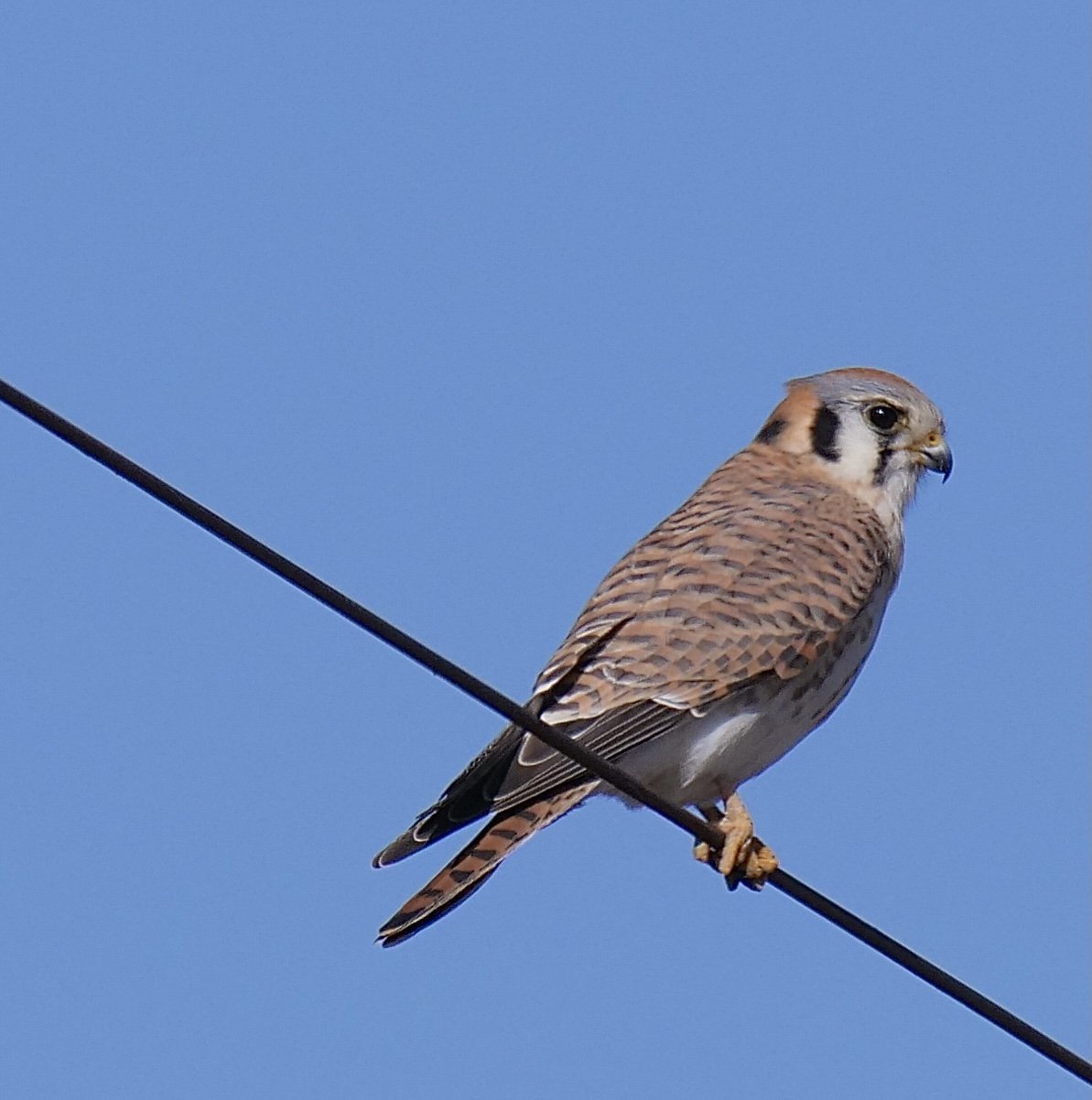 American Kestrel (female)