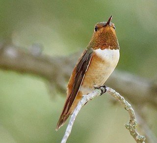 Male Rufous Hummingbird-if you see a hummer in winter (and it has ANY brown on it), it is almost certainly this one