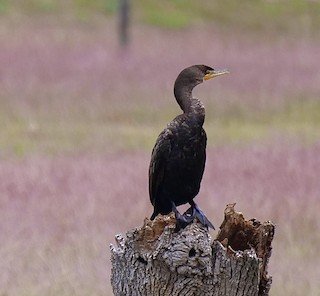 Neotropic Cormorant (very similar to Double-crested)