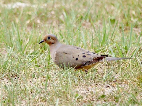 Mourning Dove